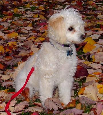 Pixie at 7 months of age